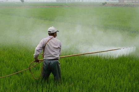 Pesticides en Martinique